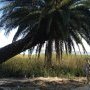 Des palmiers et des roseaux