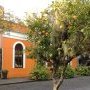 Un oranger devant une maison orange. MIGNON