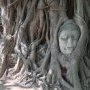 Une tête de buddha dans les racines du Wat Maha That