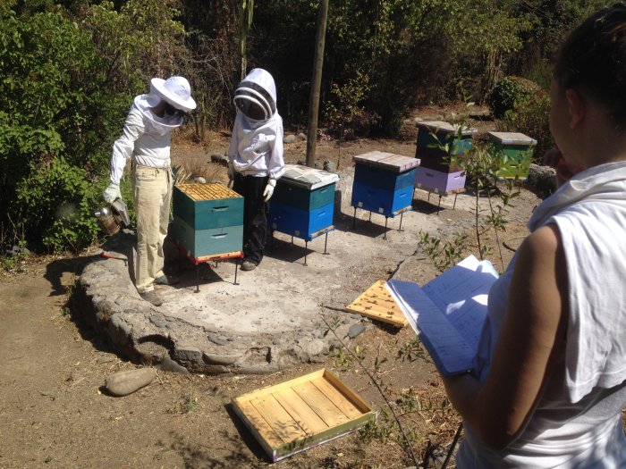 Esteban et Lili révisent les ruches
